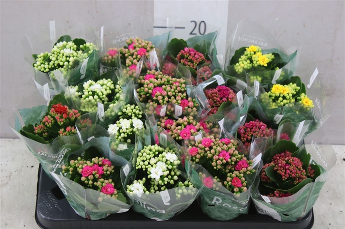 <h4>Kalanchoe Rosalina Mix</h4>