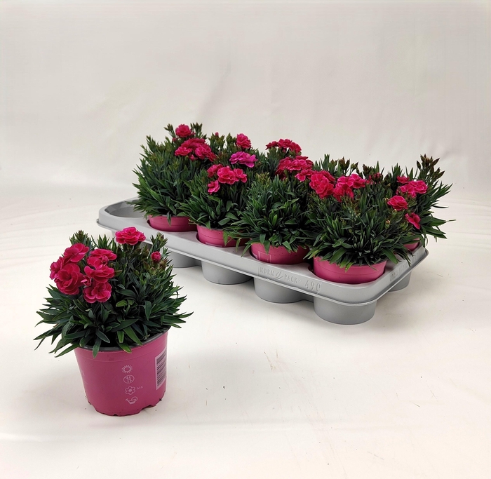 arr8 Dian Ca Peman Fan Ce