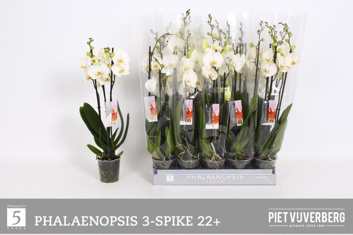 <h4>PHAL OV WIT</h4>