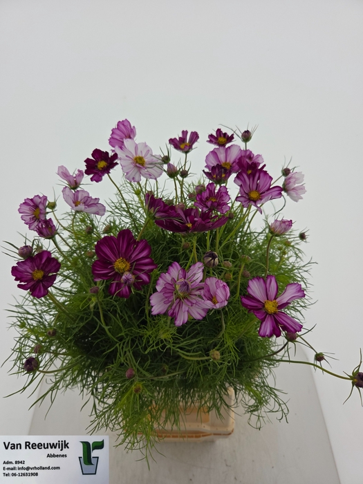 <h4>COSMOS BIPINNATUS</h4>