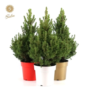 Picea gl. 'December'® P19 40/50 in Pot Colour