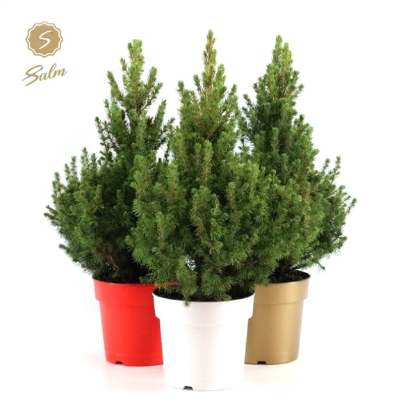 <h4>Picea gl. 'December'® P19 40/50 in Pot Colour</h4>