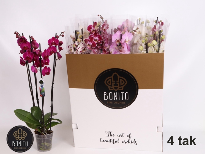 <h4>PHAL GEM 7 KL</h4>