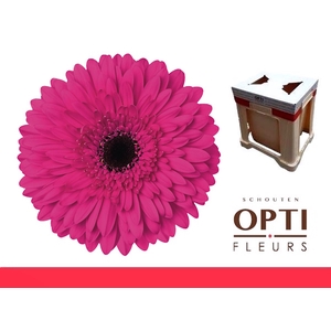 Gerbera Madeira Water