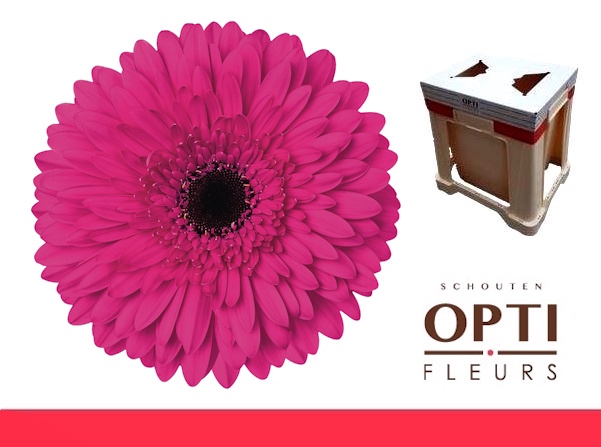 <h4>Gerbera Madeira Water</h4>