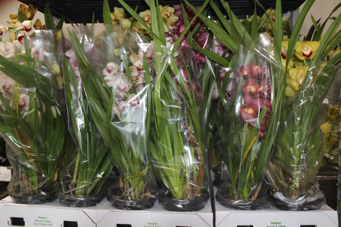<h4>CYMBIDIUM 2 HASTES P18 MIN 2 HA POR RECIPIENTE</h4>