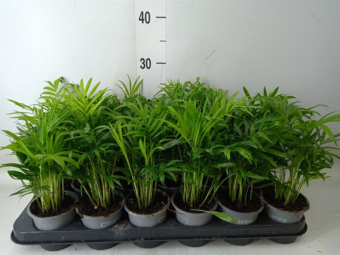 <h4>Chamaedorea elegans</h4>