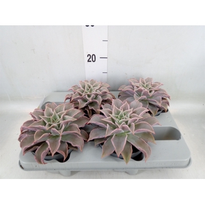 Echeveria   ...