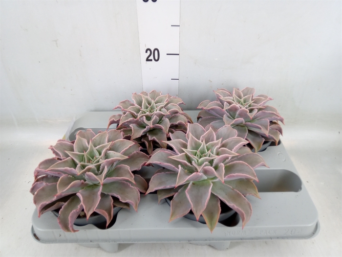 <h4>Echeveria   ...</h4>