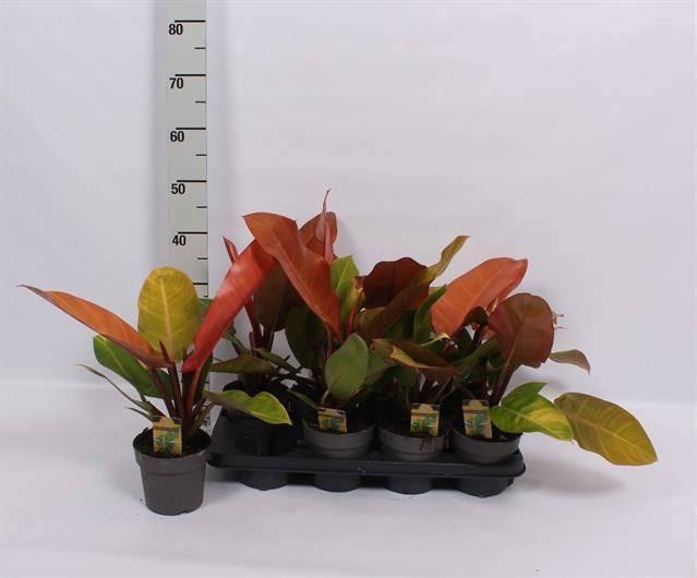 <h4>PHIL OVERIG</h4>