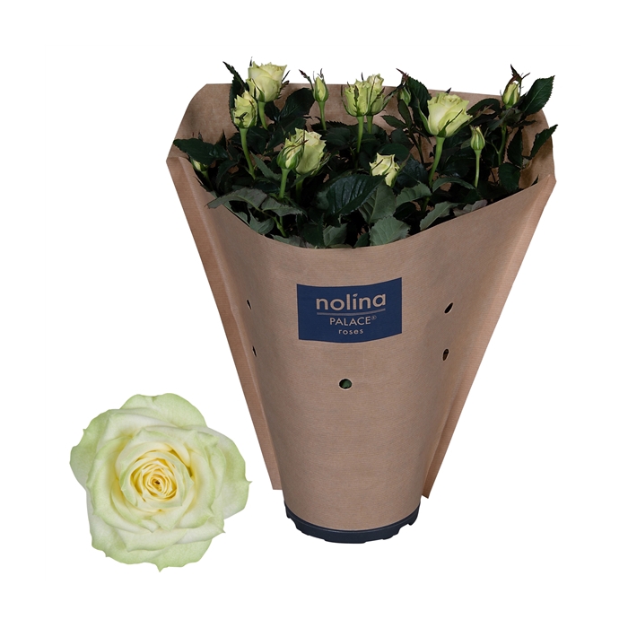 <h4>Nolina Roses Ø 17 cm White Paper sleeve</h4>