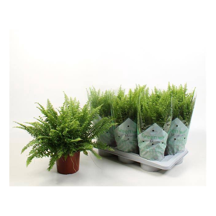 <h4>Nephrolepis ex.  green Moment 17Ø 50cm</h4>