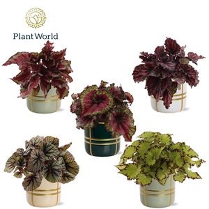Begonia rex Magic Colours in pot Lauri