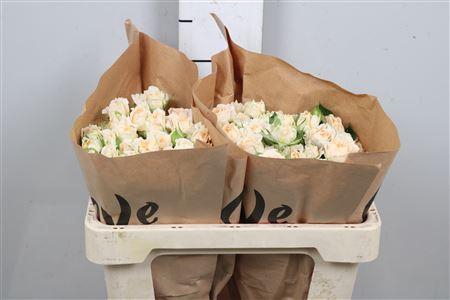 <h4>R Tr Mineola</h4>