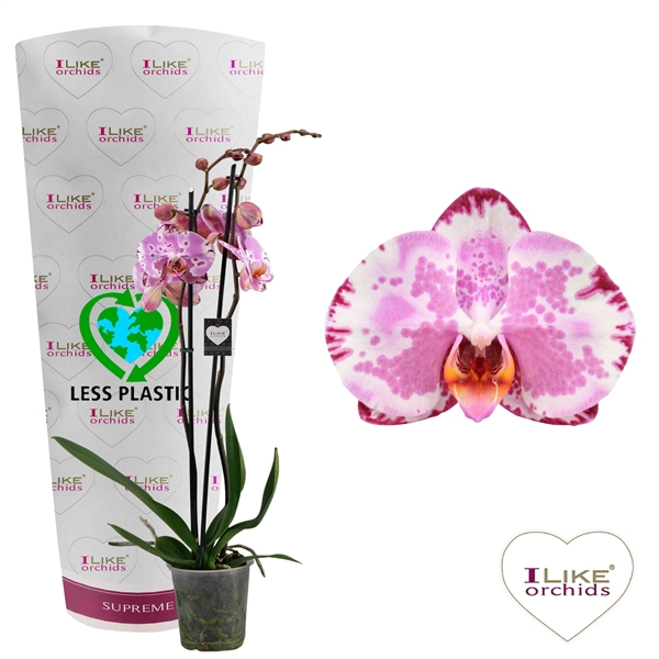 <h4>Phalaenopsis Ismaeli - 2 tak 70cm (Less Plastic)</h4>
