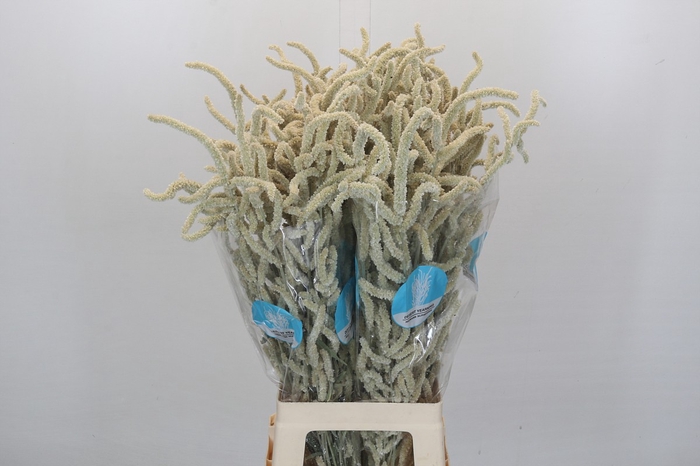 <h4>Amaranthus Yearming Desert</h4>