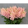 Astilbe europa