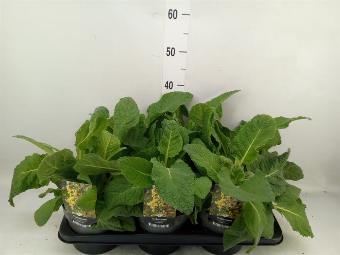 <h4>Verbascum densiflorum</h4>