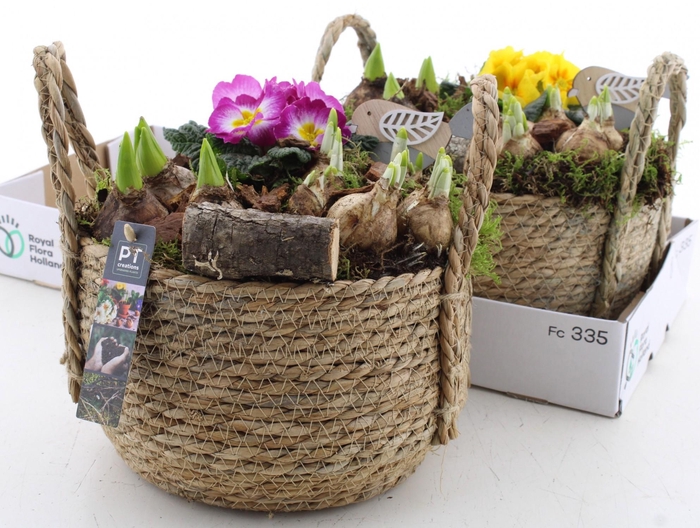 <h4>ARR PL IN SCHAAL</h4>