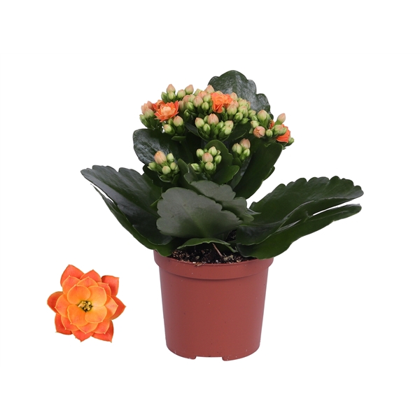 <h4>Kalanchoe Rosalina 07cm Don Pedro oranje, Zonder hoes</h4>