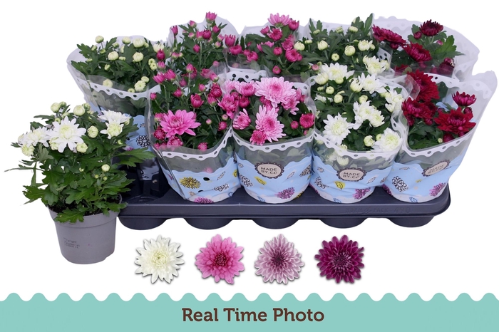 <h4>CHRYS GEVULDBL GEM</h4>