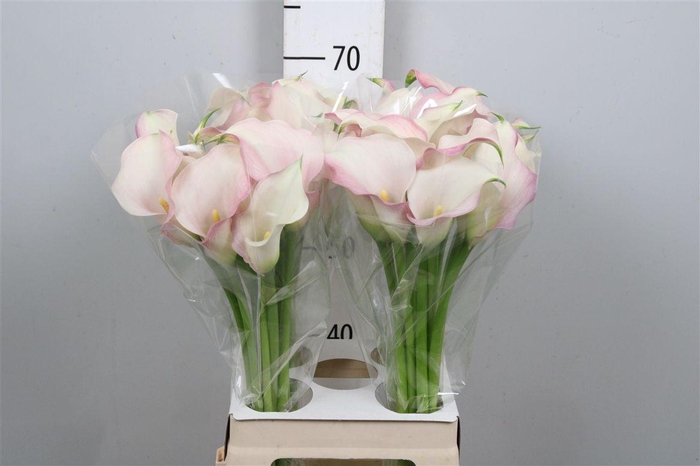 <h4>Zant Honeymoon</h4>