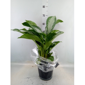 Aglaonema  'Silver Bay'