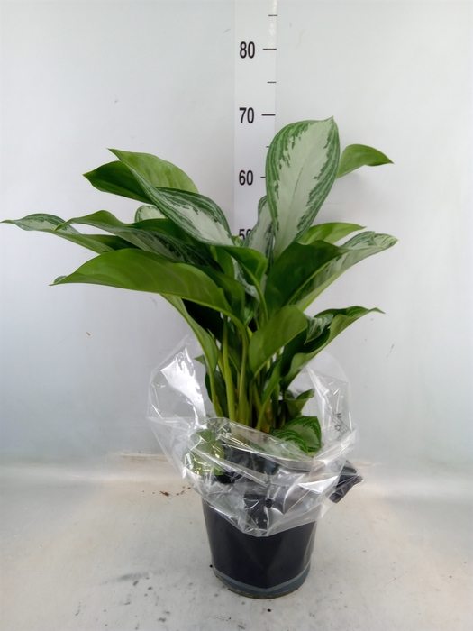 <h4>Aglaonema  'Silver Bay'</h4>