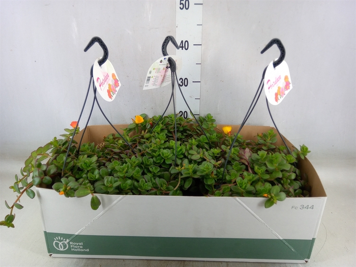 <h4>Portulaca   ...mix in pot</h4>