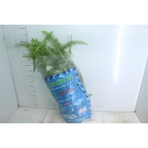 SAMAMBAIA PAULISTINHA METRO C21