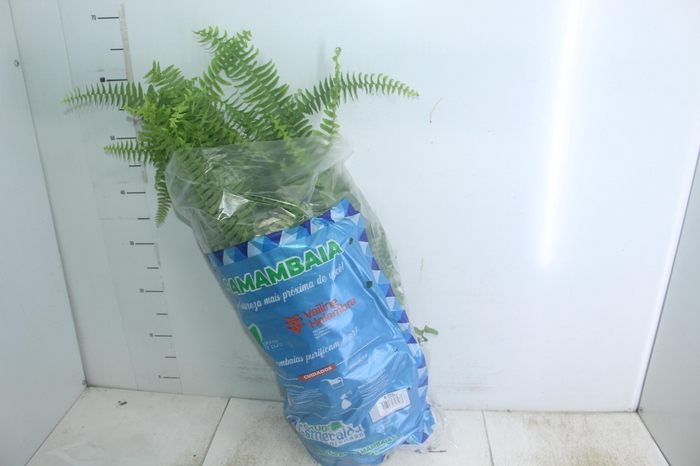 <h4>SAMAMBAIA PAULISTINHA METRO C21</h4>