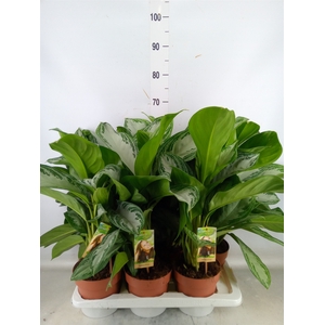 Aglaonema  'Silver Bay'