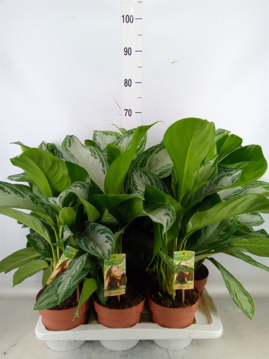 <h4>Aglaonema  'Silver Bay'</h4>