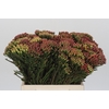 Kaaps Groen Red Brunia