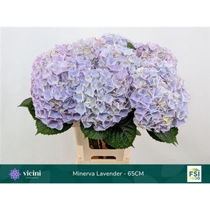 Hydr M My Minerva 65cm