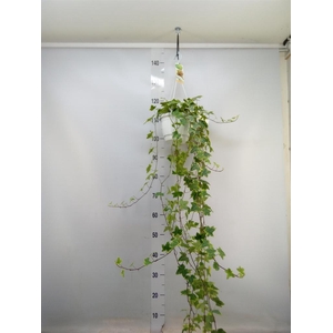 Hedera helix 'Goldchild'