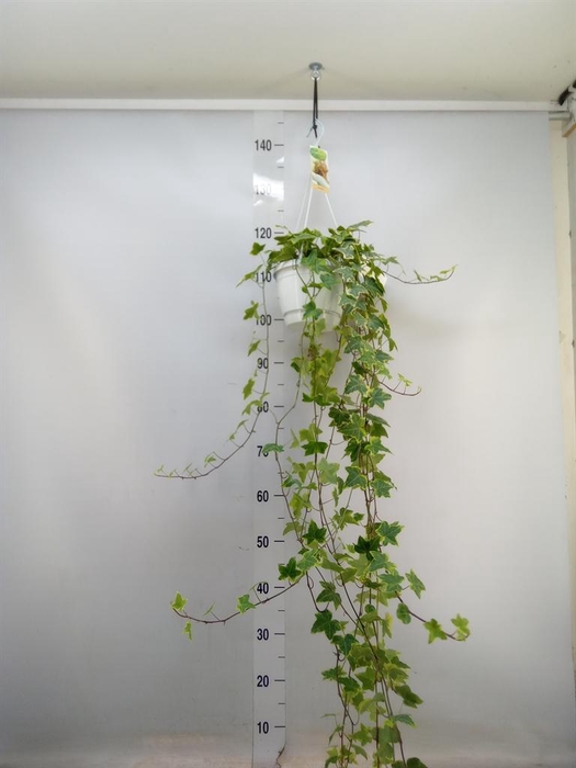 <h4>Hedera helix 'Goldchild'</h4>