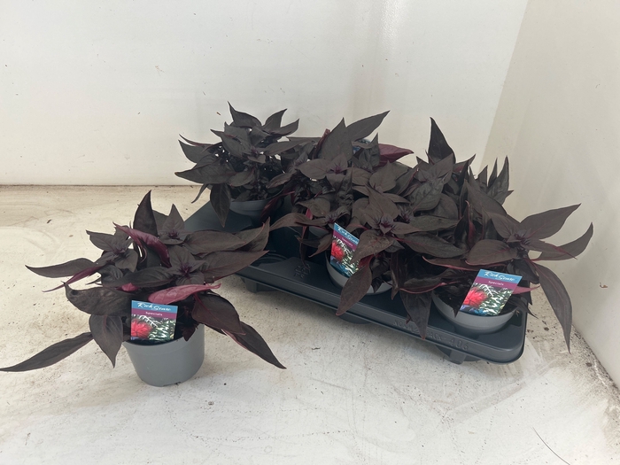 <h4>IRESINE R DARKSTAR</h4>
