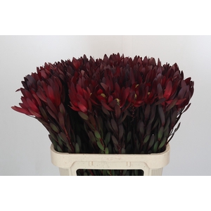 Leucadendron Saf Sunset Dark R.