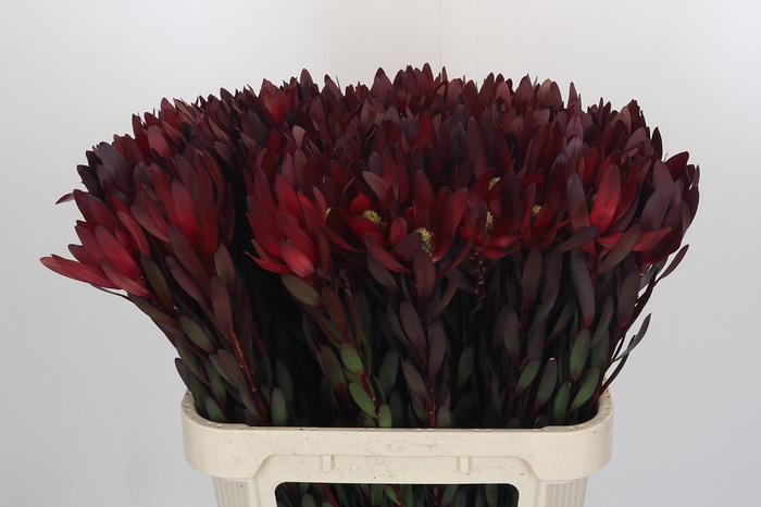 <h4>Leucadendron Saf Sunset Dark R.</h4>