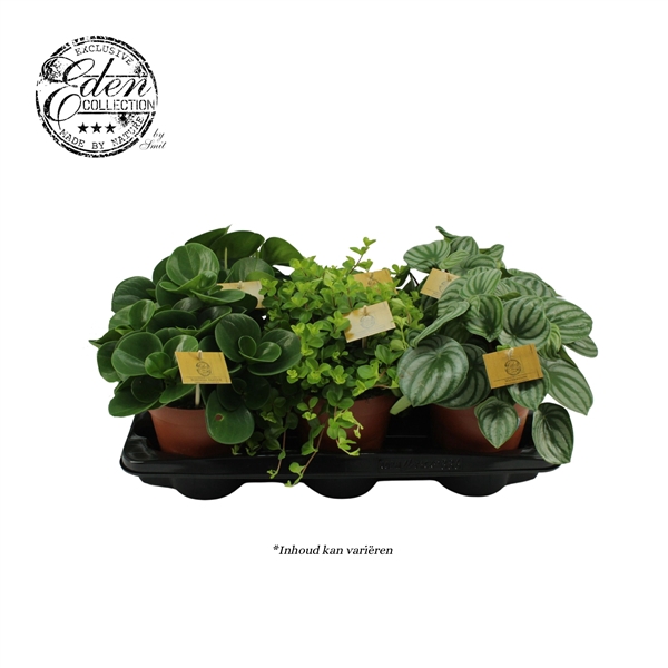 <h4>Peperomia gemengd 15cm</h4>