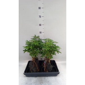Arr.   Kamerplant Groen H%