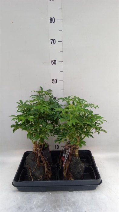 <h4>Arr.   Kamerplant Groen H%</h4>