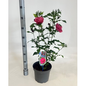 HIBISCUS SYRIACUS