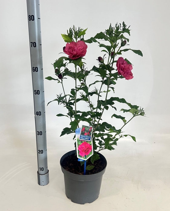 <h4>HIBISCUS SYRIACUS</h4>