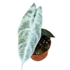 Alocasia