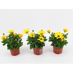 Osteospermum Sunny Asti