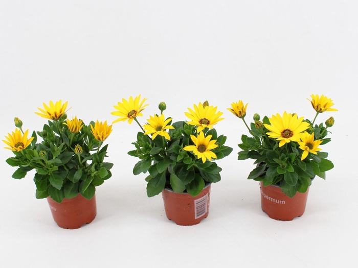 <h4>Osteospermum Sunny Asti</h4>