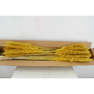 DF Pampas Silvy O.Yellow