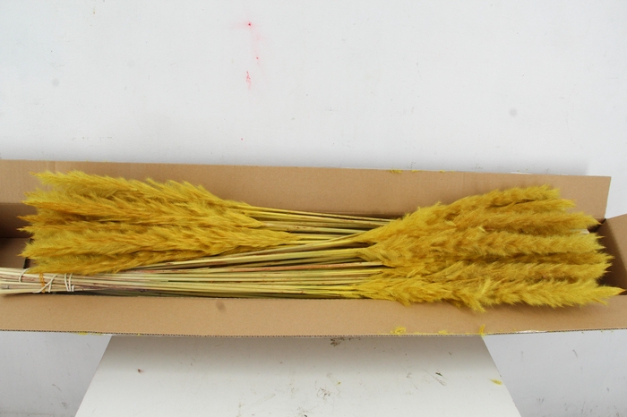 <h4>DF Pampas Silvy O.Yellow</h4>